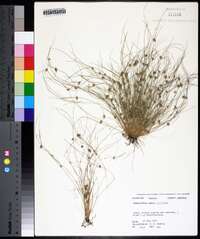 Fimbristylis vahlii image