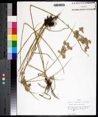 Cyperus surinamensis image