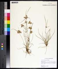 Cyperus surinamensis image