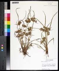 Cyperus surinamensis image