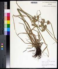 Cyperus virens image