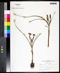 Nemastylis geminiflora image