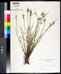 Sisyrinchium campestre image