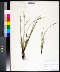 Sisyrinchium campestre image