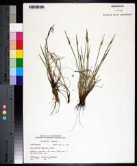 Sisyrinchium campestre image