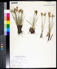 Sisyrinchium campestre image