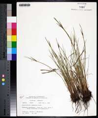 Sisyrinchium campestre image