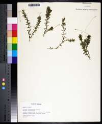 Elodea canadensis image