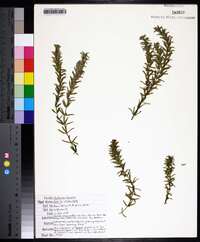 Hydrilla verticillata image