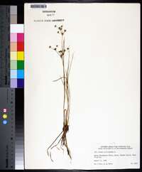 Juncus articulatus image