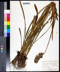 Amianthium muscitoxicum image