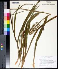 Amianthium muscitoxicum image