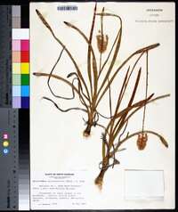 Amianthium muscitoxicum image