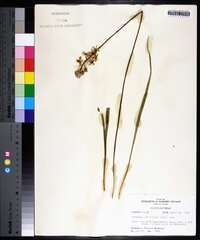 Camassia scilloides image