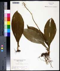 Clintonia borealis image