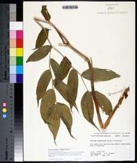 Prosartes lanuginosa image