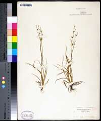 Juncus repens image