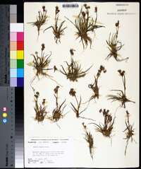 Juncus repens image