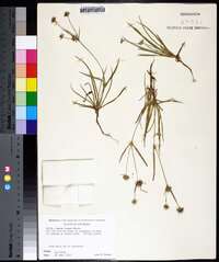 Juncus repens image