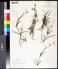 Juncus repens image