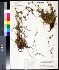 Juncus repens image