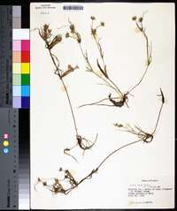 Juncus repens image