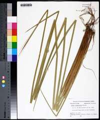 Juncus roemerianus image