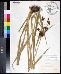 Scirpus georgianus image