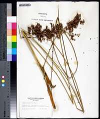 Juncus roemerianus image