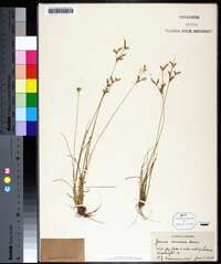 Juncus secundus image