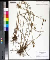 Juncus scirpoides image