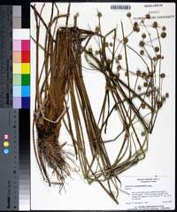 Juncus scirpoides image