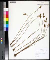 Juncus scirpoides image