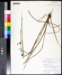 Juncus scirpoides image