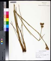 Juncus scirpoides image