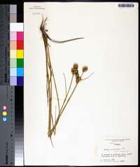 Juncus scirpoides image