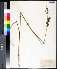 Juncus scirpoides image