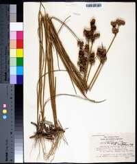 Juncus scirpoides image