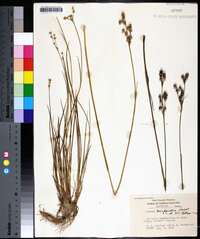 Juncus scirpoides image