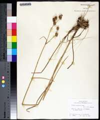 Juncus scirpoides image