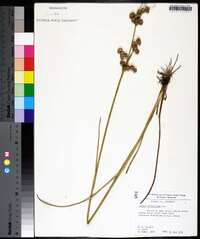 Juncus scirpoides image