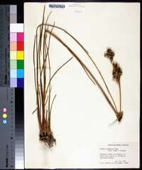 Juncus scirpoides image