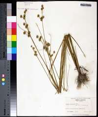 Juncus scirpoides image