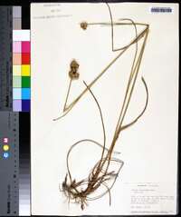 Juncus scirpoides image