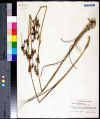 Juncus scirpoides image