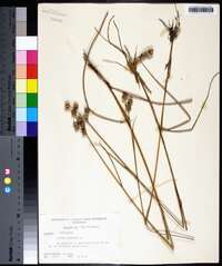 Juncus scirpoides image