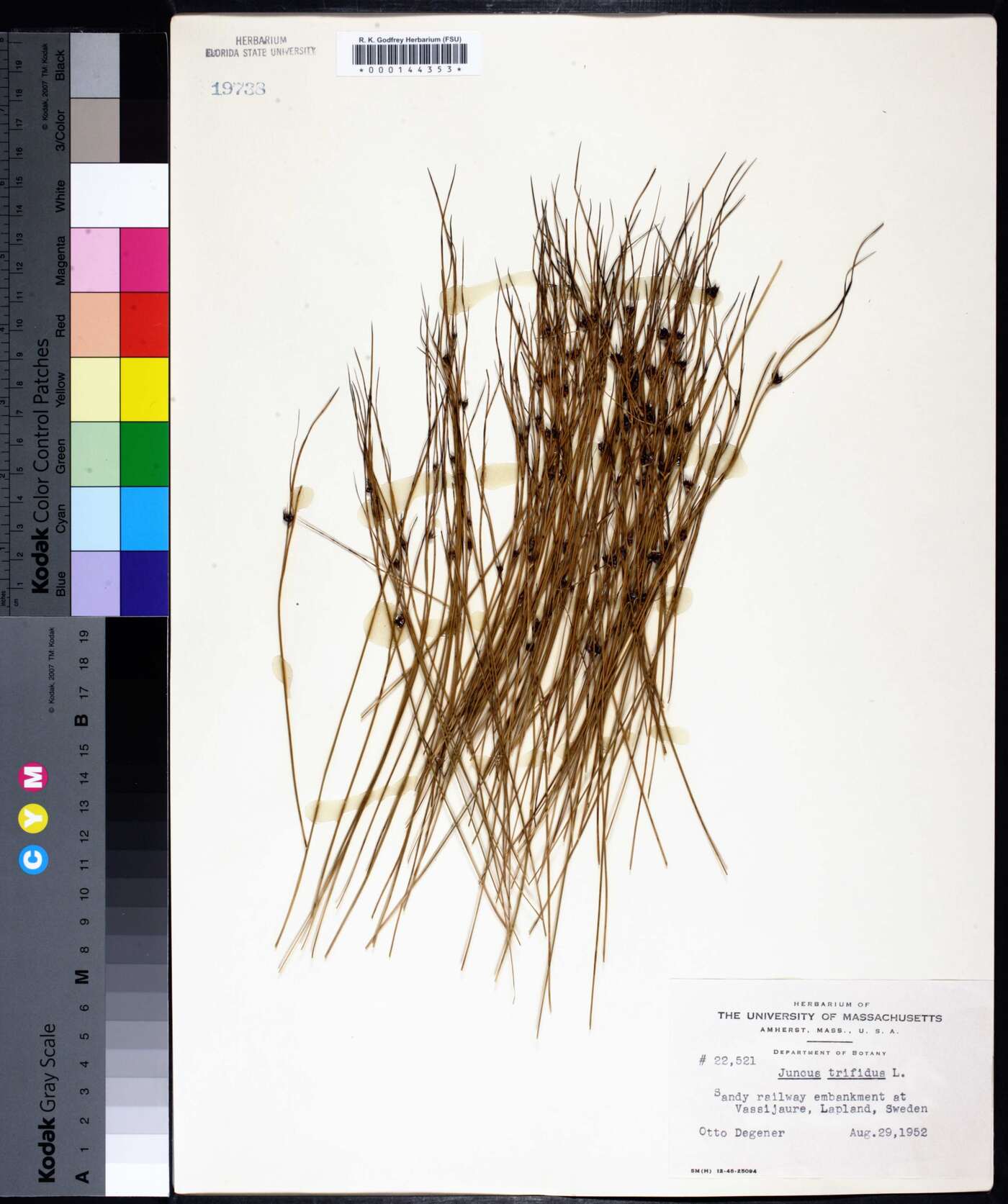 Juncus trifidus image