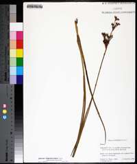 Juncus trigonocarpus image