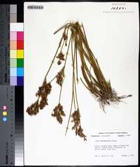 Juncus trigonocarpus image