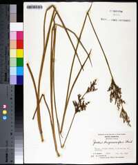 Juncus trigonocarpus image